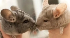 Cum de a rasa chinchilla la domiciliu